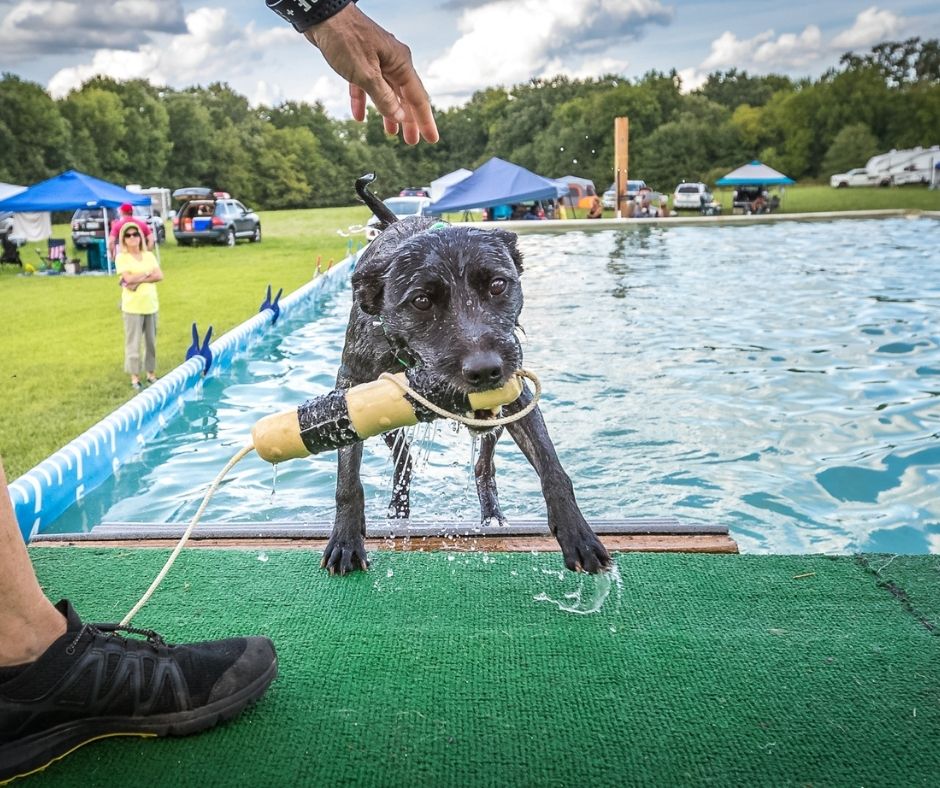 Superpools's tweet image. Who says pools are just for humans? #dockdiving #dogpools #splashpools
