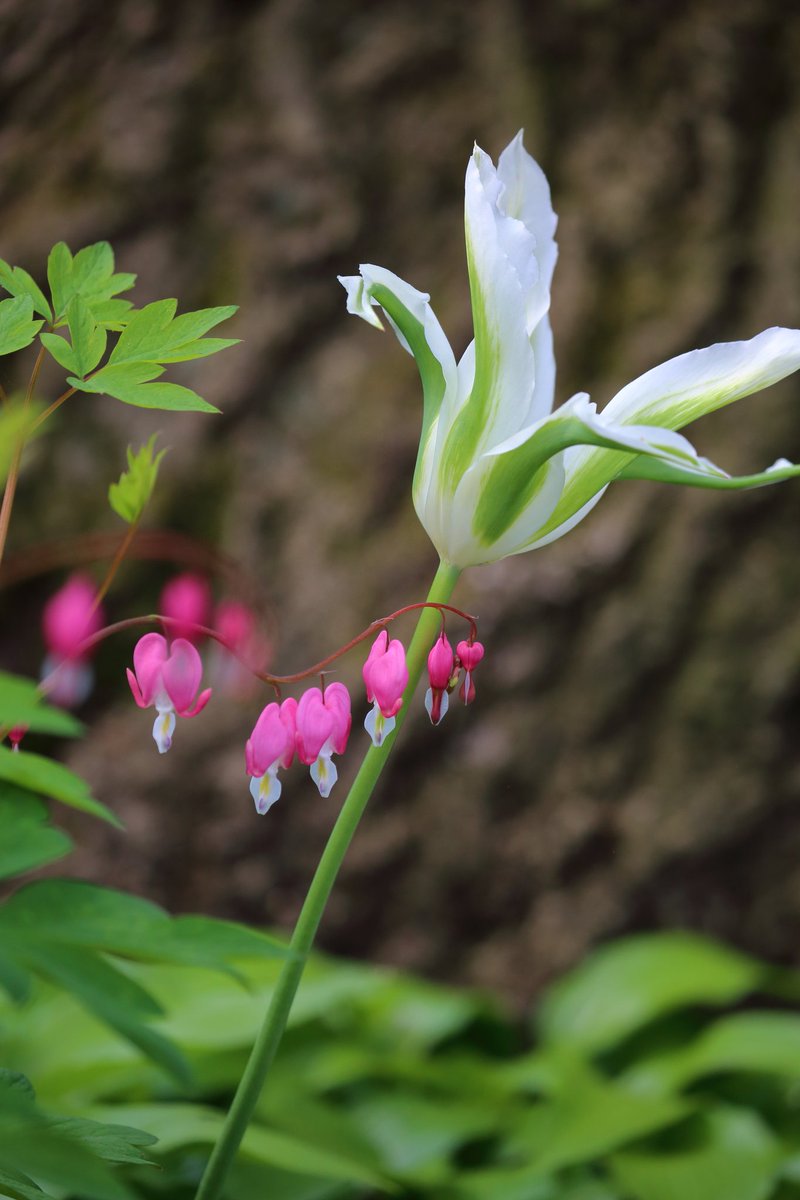 My first of the season Bleeding Heart flower in Shakespeare Garden! With a tulip for scale. #centralparkbloomwatch ❣️