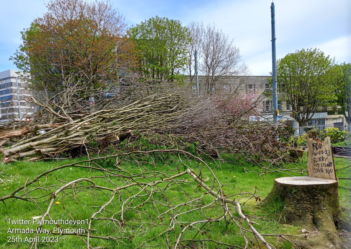 Photos taken two days ago, of the felled trees on Plymouth's Armada Way, as it was anticipated they'd be removed tonight, (currently postponed, due to nesting concerns 🐦 🦅 🦜🌴,  and ecological investigations). #ArmadaWay #Plymouth