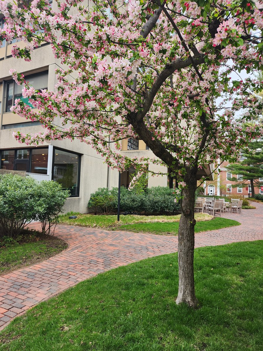 gutman_library's tweet photo. Everything's coming up spring! ๐คฉ๐ธ
#HGSE #HarvardInSpring #Spring https://t.co/abDgoAvYGn