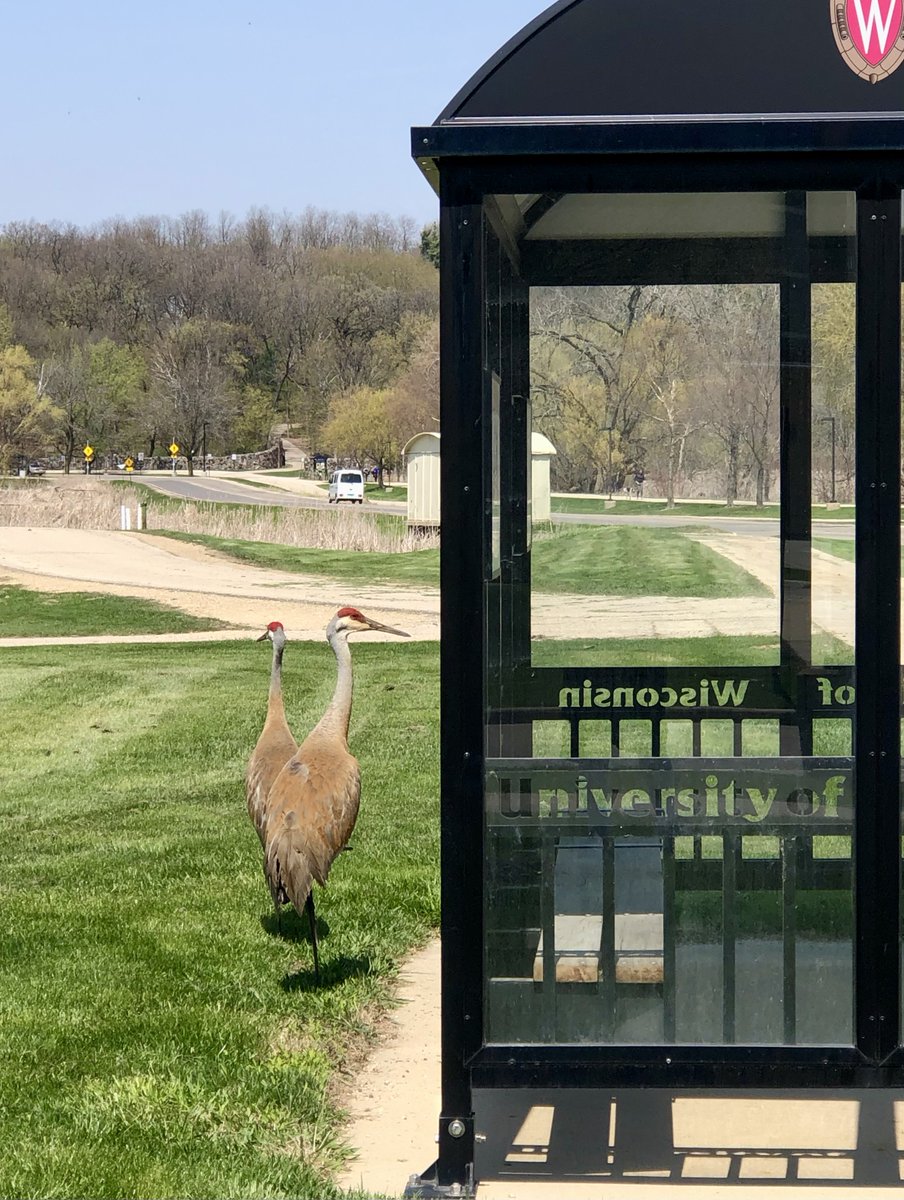 UWMSTP's tweet photo. Did you know? If you get an offer of acceptance from us after our Admitted Student Visit, we'll set up an individual visit for you?! #MSTP #FutureDoubleDocs #MDPhD #Research #MedicalSchool #GradSchool #Madison #SpringInMadison #CYMS https://t.co/cnPDZTRh4c