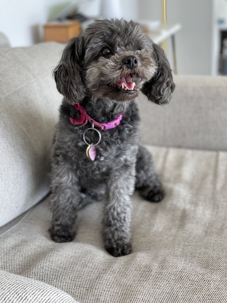 Comfort Creatures tweet media