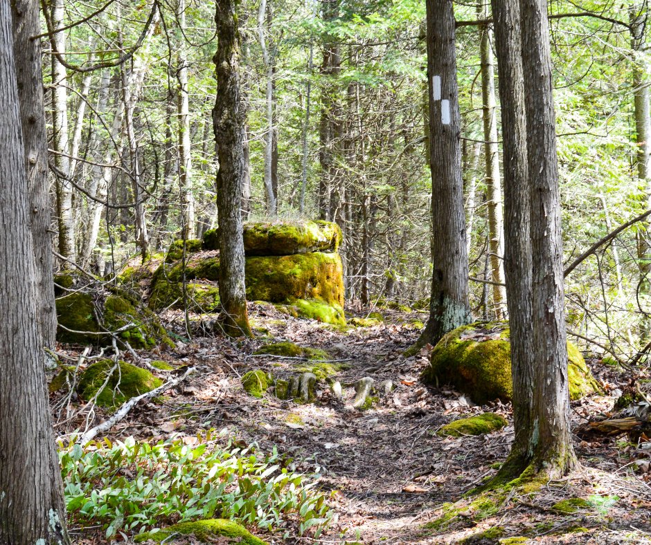 As spring arrives along the #BruceTrail, please note that foraging is not permitted. Picking wild plants &amp; fungi can negatively affect biodiversity &amp; take food from wildlife. When visiting, leave only your thanks and take nothing but photographs. #leavenotrace #conservation
