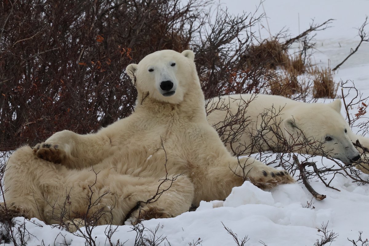 I’d welcome your support for my polar bear &amp; Costa Rican wildlife photos in National Wildlife Photo contest! Voting closes May 1 at:  photocontest.nwf.org/gallery-home-v…