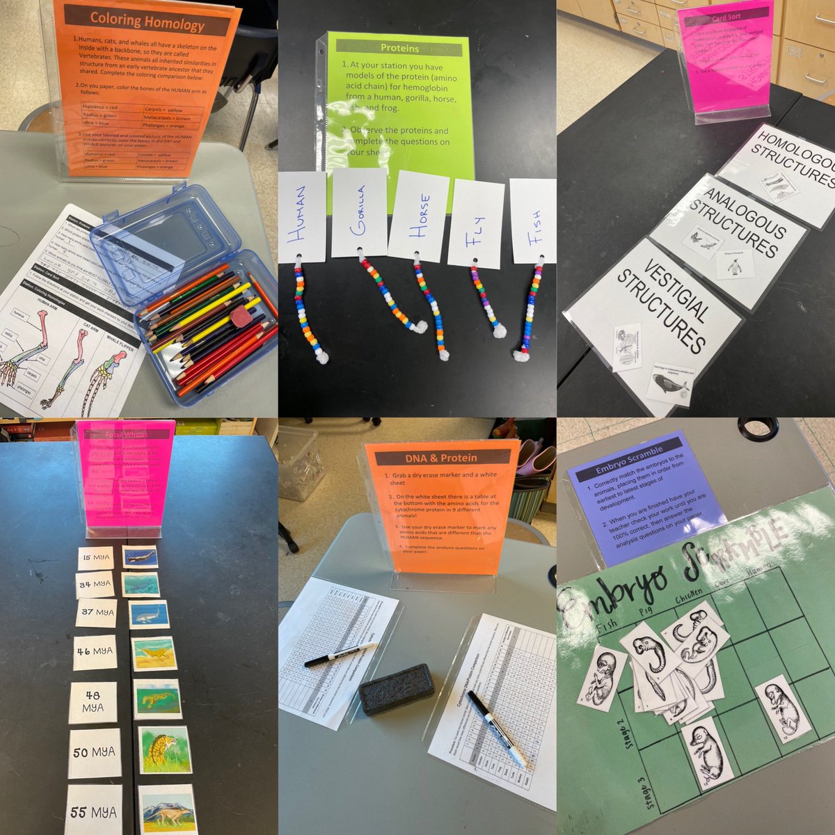 Elizabeth Wood (@sciteacherwood) on Twitter photo Collecting evidence for the Theory of Evolution in #Bio2 at stations! Students explored anatomical, DNA/protein, fossil, & embryonic evidence. <a href="/GeneralsPride/">Washington-Liberty HS</a> <a href="/APSVirginia/">Arlington Public Schools</a> @APSscience <a href="/WLHSInstruction/">WLHSInstruction</a> @Principal_WLHS <a href="/WLHSAsstPrinPJ/">Paul Jamelske</a> Collecting evidence for the Theory of Evolution in #Bio2 at stations! Students explored anatomical, DNA/protein, fossil, & embryonic evidence. <a href="/GeneralsPride/">Washington-Liberty HS</a> <a href="/APSVirginia/">Arlington Public Schools</a> @APSscience <a href="/WLHSInstruction/">WLHSInstruction</a> @Principal_WLHS <a href="/WLHSAsstPrinPJ/">Paul Jamelske</a>