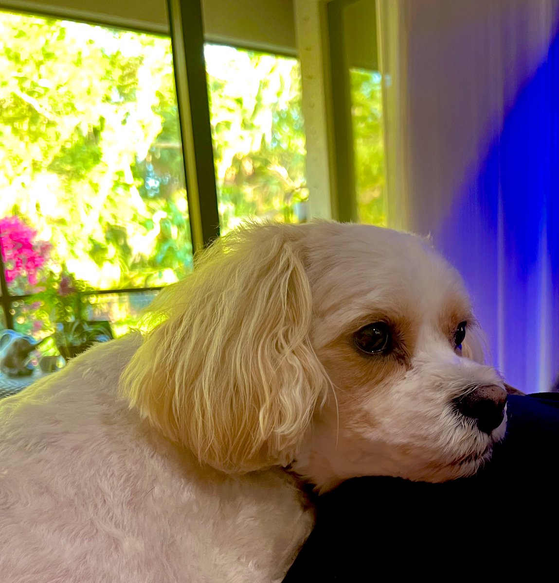MyPenHistorical's tweet photo. He’s six years old today. I can’t believe it. #BabyBuster https://t.co/4rJo6EdfIL