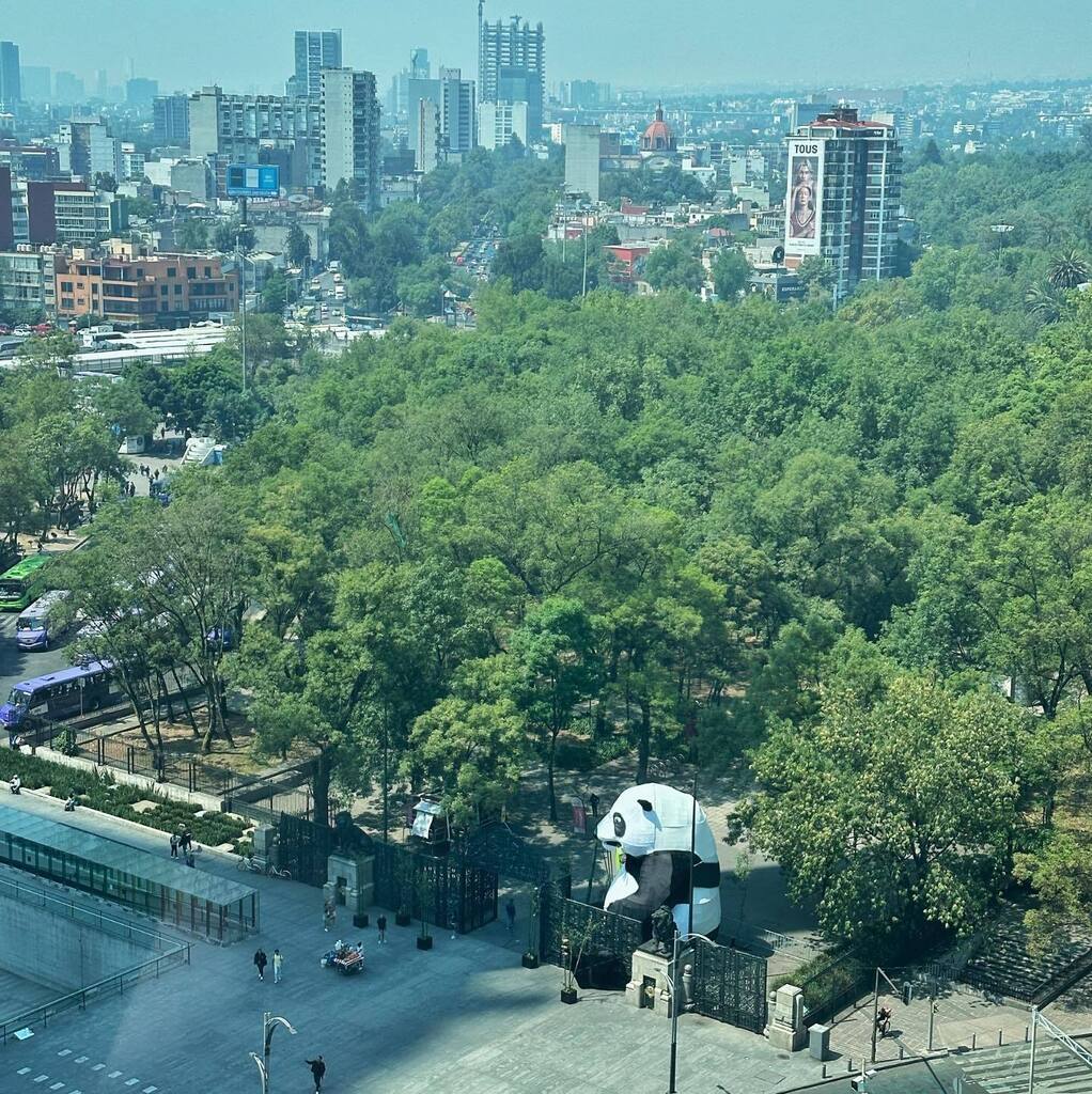 InstaCDMX's tweet photo. 🐼

#InstaCDMX
📸 @alexoli https://t.co/xnCrVIj21b https://t.co/GCFhWZ2cQK