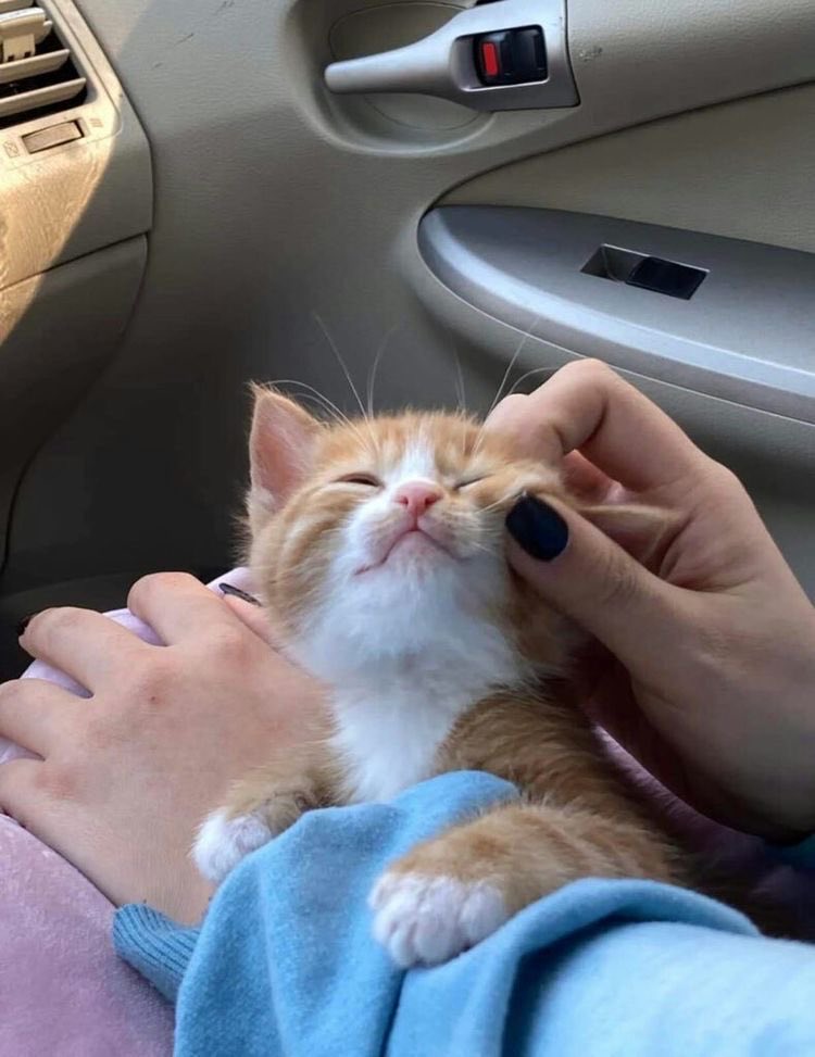 txt as cats ! tweet media