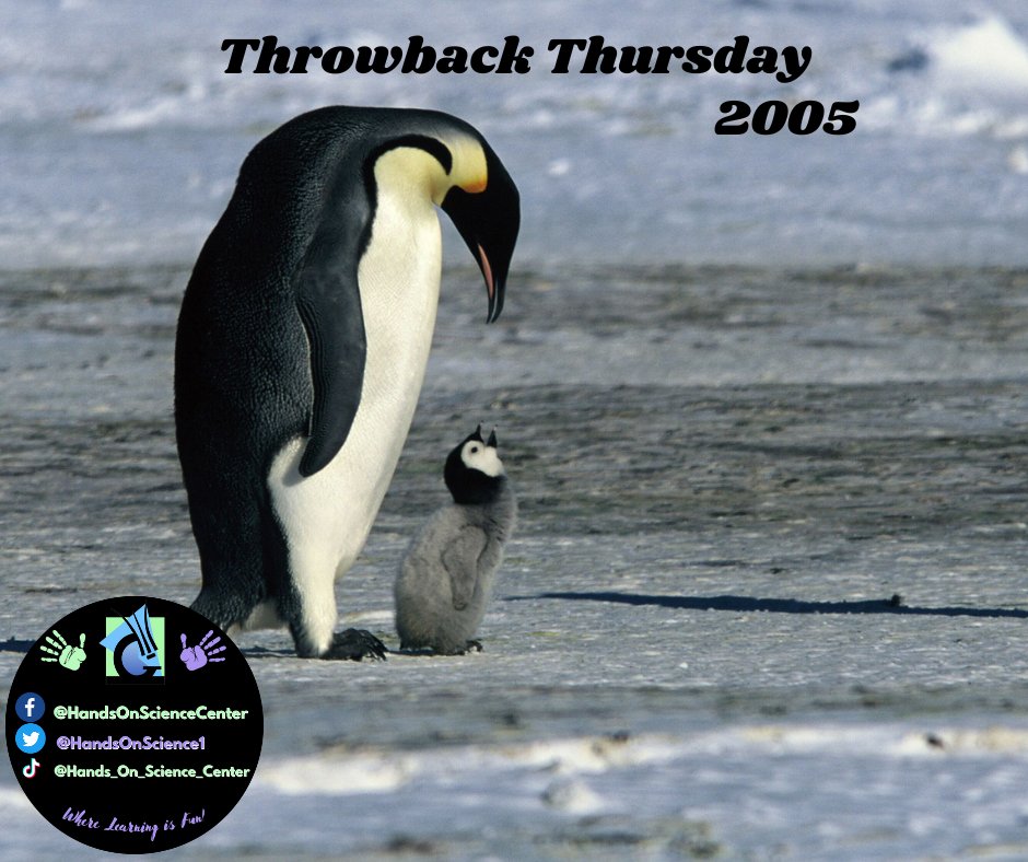 HandsOnScience1's tweet photo. In 2005, the documentary March of the Penguins came out. Not only is this one of the most well known documentaries to have been made it also illustrates many unique struggles, adaptations, and behaviors emperor penguins have. https://t.co/wHCjpWqlkN