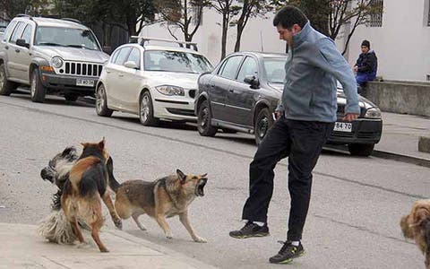 abejasdechile1's tweet photo. Del 2017, Ley TR, decenas de personas han muerto x ataques de perros. 

Subdere: en 🇨🇱 habrían alrededor de 8.306.650 de perros  con dueños, 1.644.717 salen solos a la calle o áreas naturales (a cazar). 
Por otra parte, hay 3.461.104 erráticos/asilvestrados.

Fauna silvestre 👇 https://t.co/cRq6koYRqb