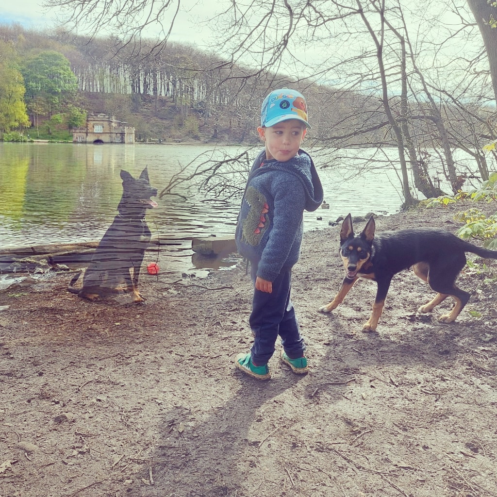 We've been locked out of Twitter for a while...... so in case any of Hugo's furrriends don't follow on Insta, here's the mad house  Hugo looks down 🌈 on these days! #dogsoftwitter #kelpiesoftwitter #australiankelpie