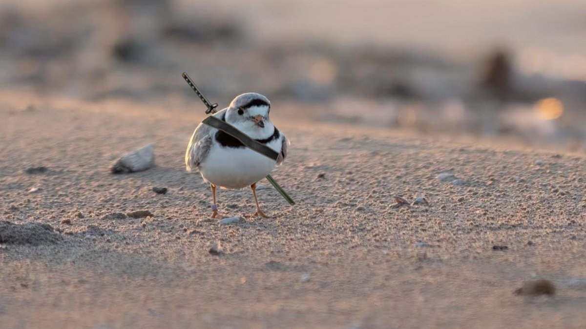 chicago_genius's tweet photo. Piping Plover Imani Returns to Montrose Beach to Avenge Father https://t.co/bjvsVlzNFW https://t.co/GNQIZpMpod
