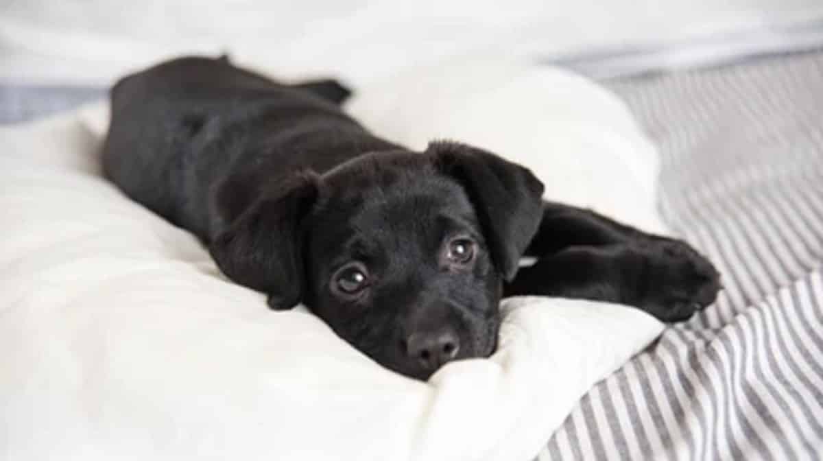 PawstyleO's tweet photo. A little black puppy meant no harm to anyone, but the locals did not want her for some reason. They gave her food, which she happily accepted and ate. But little did the poor animal know that the piece of meat she ate had poison. #BlackPuppy #Dogs

https://t.co/46rjRfsYNz https://t.co/AJWkYKSI67