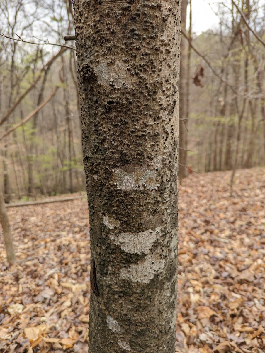 resinsoaked's tweet image. What&apos;s behind these bumps on American beech? A @UGAWarnell undergraduate in @LabVillari and I are working to recreate this weird phenomenon and identify the cause!