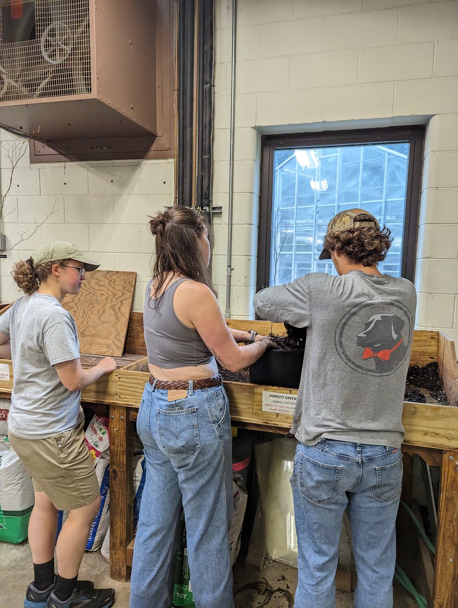 resinsoaked's tweet image. What&apos;s behind these bumps on American beech? A @UGAWarnell undergraduate in @LabVillari and I are working to recreate this weird phenomenon and identify the cause!