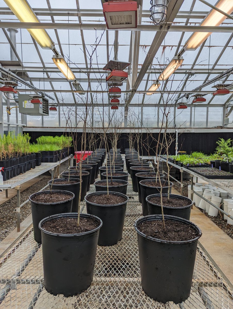 Colton Meinecke (@resinsoaked) on Twitter photo What's behind these bumps on American beech? A <a href="/UGAWarnell/">UGA's Warnell School</a> undergraduate in <a href="/LabVillari/">VillariLab</a> and I are working to recreate this weird phenomenon and identify the cause! What's behind these bumps on American beech? A <a href="/UGAWarnell/">UGA's Warnell School</a> undergraduate in <a href="/LabVillari/">VillariLab</a> and I are working to recreate this weird phenomenon and identify the cause!