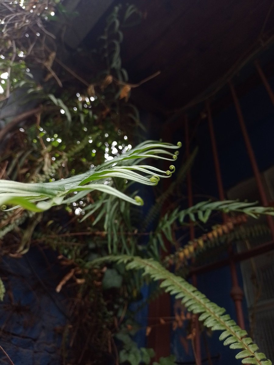 felipe_lotudo's tweet photo. qué emoción! este #taxojueves lo comanda mi amigo personal @lechuzoologo, y es de #Polypodiopsida, Pterophyta, Filocopsida o Polypodiophyta!!!
arranco haciendo detalle del desarrollo de los frondes (hojas), la famosa prefoliación corcinada https://t.co/IkKHMtVPLY