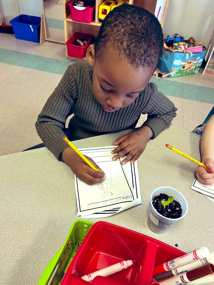 KehoeMs's tweet photo. Observing seed growth and writing about our observations. #littlewriters https://t.co/4mjf7Gt2b1