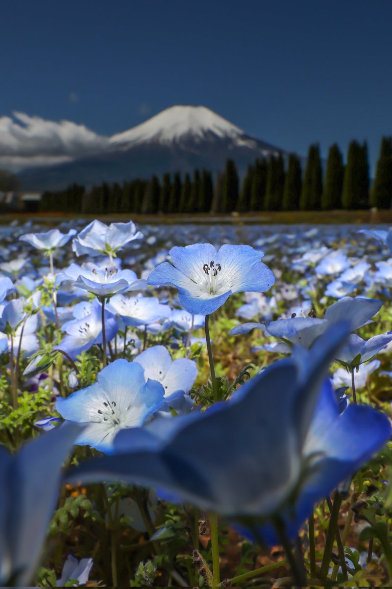 「富士山とネモフィラ」

#キリトリノセカイ
#photography
#landscapephotography
#travelphotography
#写真の奏でる私の世界
#写真で伝える私の世界
#広がり同盟
#total_bokehjapan
#colore_de_saison
#floral_lovers_pics