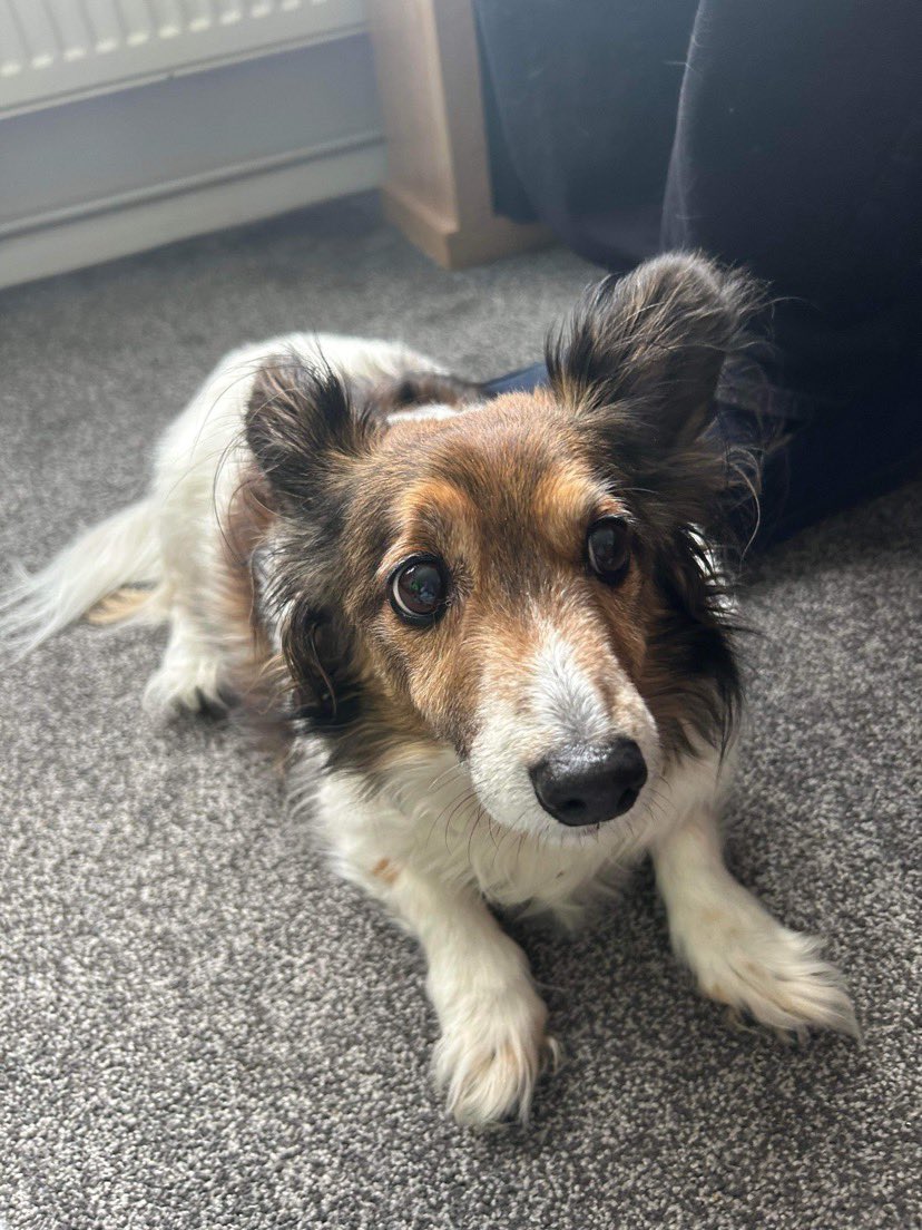 Many of you know on here know about my family dog Tommy, through his appearance on my streams and me showing him off (cause he was adorable). Unfortunately he passed away yesterday. Will forever love him and will continue to do him proud. 

I Love you TomTom

Love Uncle Harry ❤️