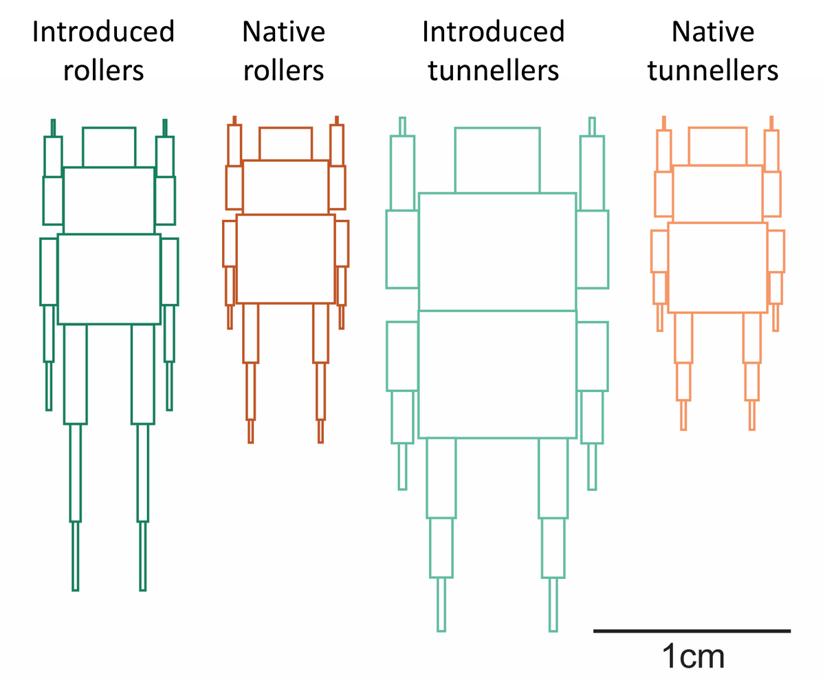 Our paper on ecomorphology of native and introduced dung beetles in Australia is out now: publish.csiro.au/zo/ZO22044

This was the work of my first Honours student, Alex Harvey, who showed me invertebrates could also be very cool!