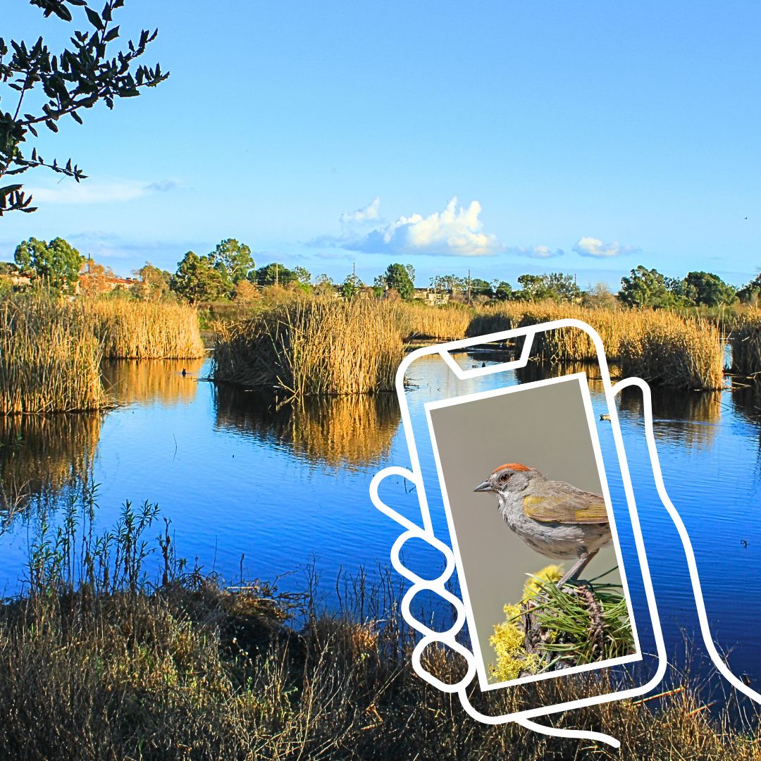 HealTheBay's tweet photo. ⏰️It’s your LAST CHANCE to sign up for BIOBLITZ in the Marsh! This SATURDAY April 29, help @HealTheBay &amp; #SafeCleanWater take on the 2023 LA #CityNaturChallenge with a two-location Community Science Event in the Madrona Marsh or Westwood Greenway> https://t.co/Wowp7PvIyj https://t.co/6wBMVSFXhP
