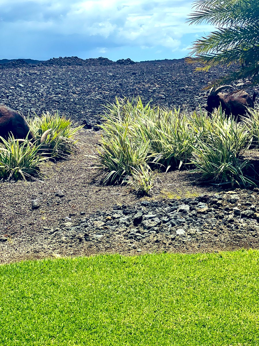 Shahrdad Lotfipour, Ph.D. tweet media