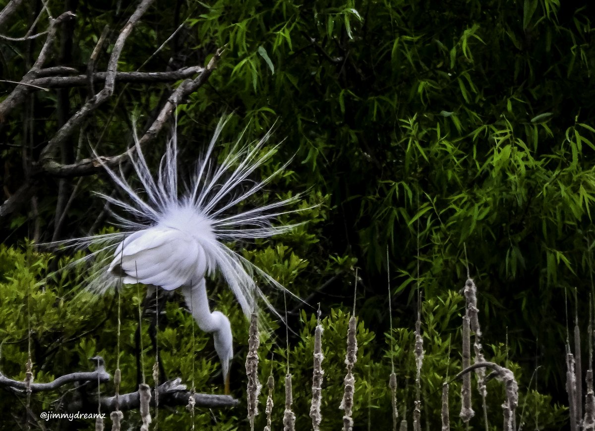 Egret in full mating plumage this evening at our local park! 4/27/23 #Ladiesman #BirdsOfTwitter #wildlifephotography #NaturePhotography <a href="/NatureEnjoyer_/">T🌲</a> <a href="/audubonsociety/">Audubon Society</a> <a href="/SC_State_Parks/">SC State Parks</a> <a href="/MakeUSWildAgain/">Keep America Wild</a> @JessicaDGilbert @mermaid_daisy @amazinglybeaut