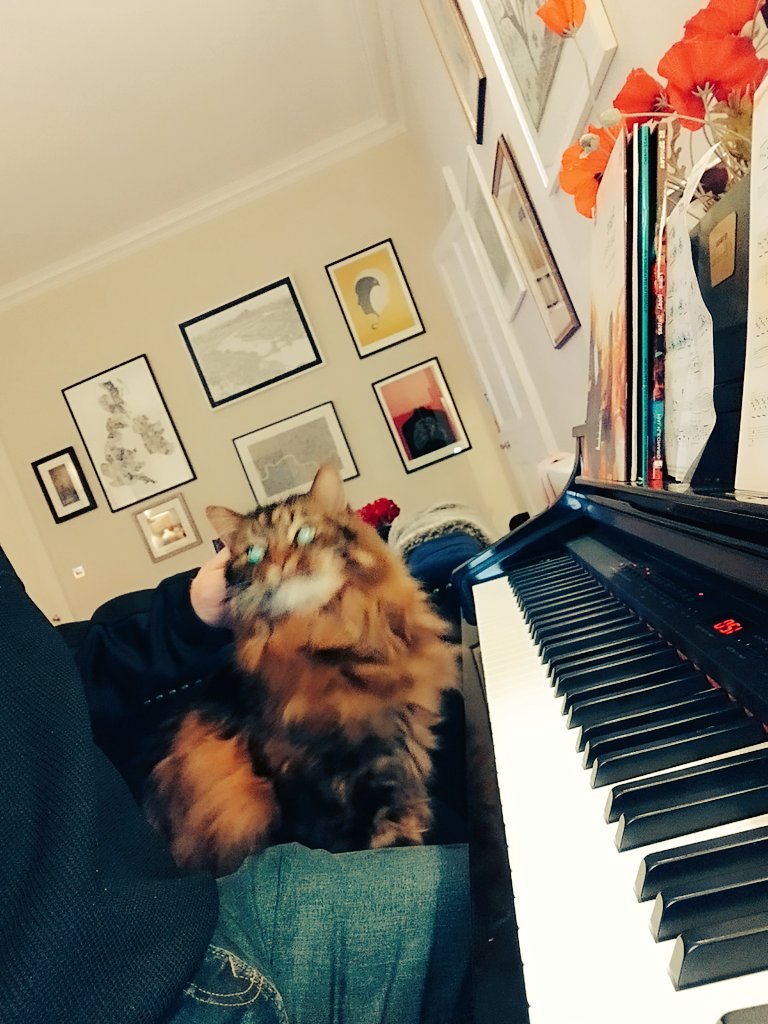 Hanu the Cat tweet media