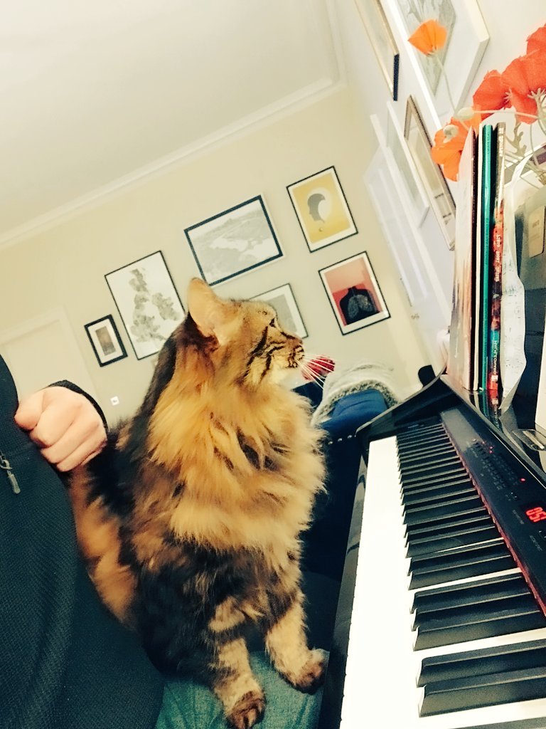 Hanu the Cat tweet media