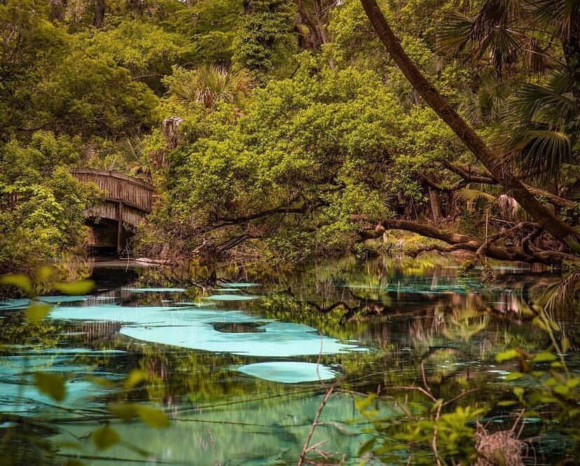 floridaexplored's tweet photo. Photo by @alexhbrock Juniper Springs - Ocala National Forest 🌳 Join us in exploring Florida and tag your finds with #floridaexplored to get featured 
.
#realflorida #hashtagflorida #onlyinflorida #keepflwild #floridasprings #junipersprings #roamflori… https://t.co/KgPGPAPX8C https://t.co/PX6HMaf2oU