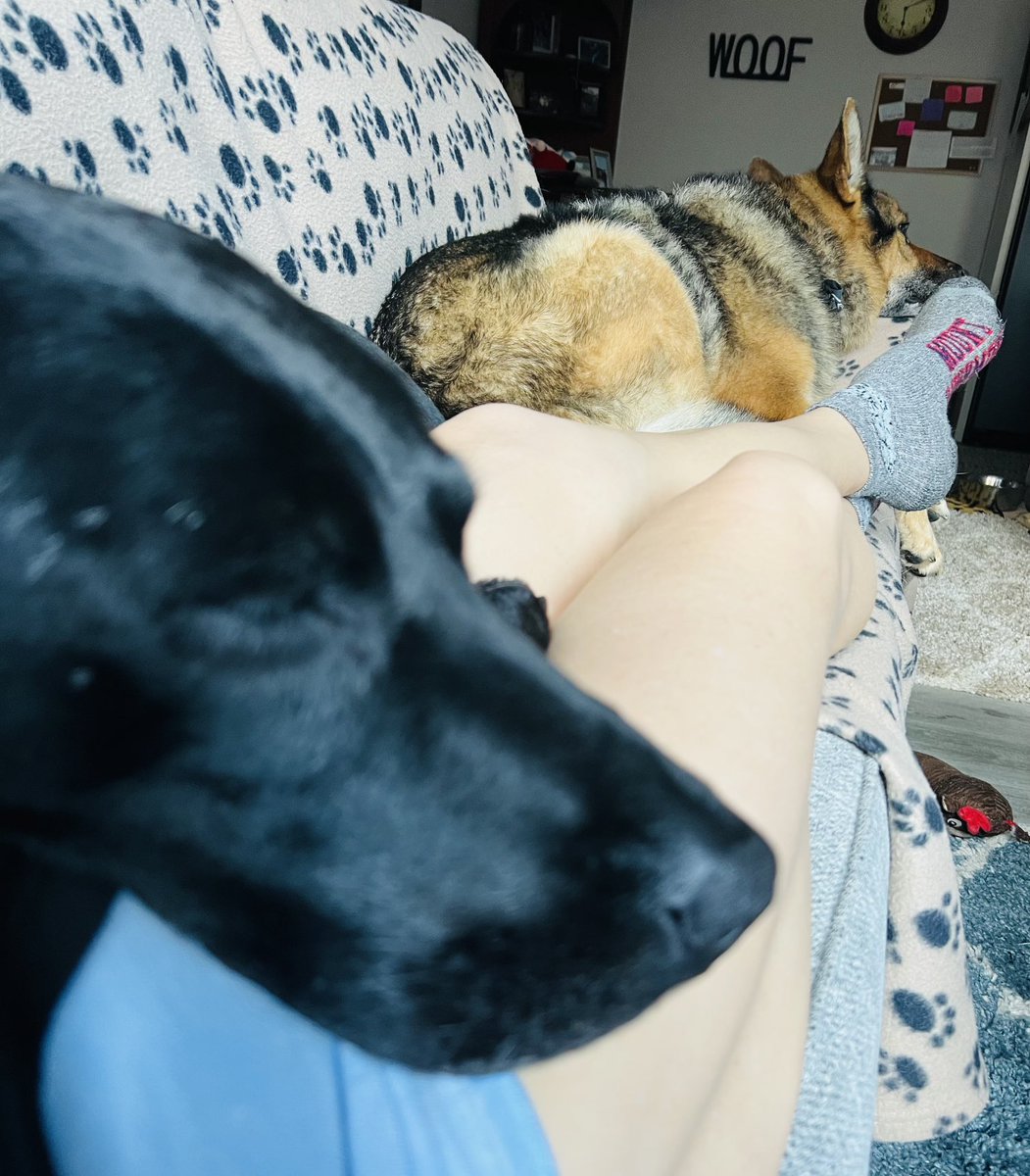 k9danka's tweet photo. We are all home together #CaninePurpose takes such great care of us! #k9danka #k9kona #k9 #gsd #workingdogsoftwitter #detectionk9 #bombdog #k9team #k9partner #femalek9handler https://t.co/O0eAgE2UnH