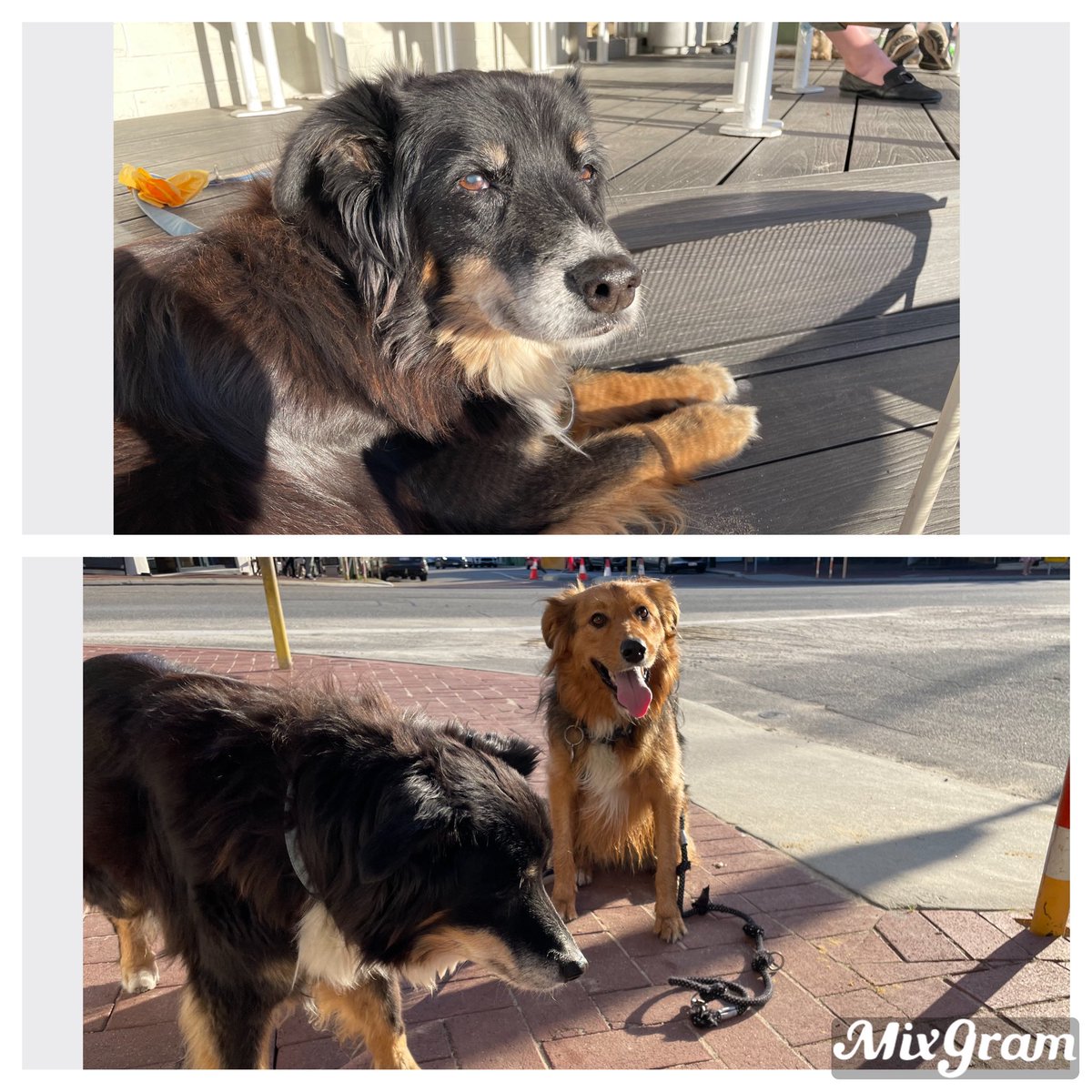 @StationDog6725 tweet media