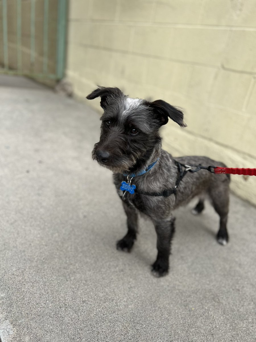 Happy 1st Birthday to my little Benny baby boy 🐾