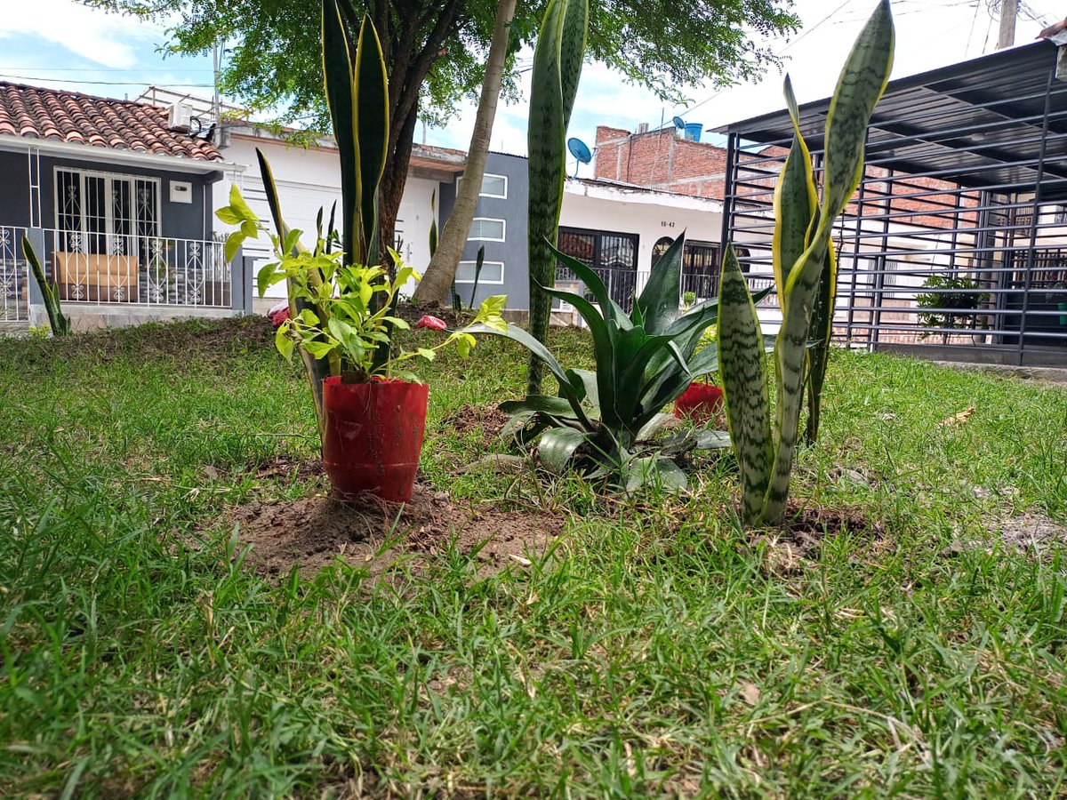 VeoliaValle's tweet photo. ¿Ya viste lo que hicimos en #Zarzal? 🫣

Estuvimos en jornada de siembra y embellecimiento en el barrio Isabelita con la colaboración de la comunidad, la Secretaria de Desarrollo Sostenible, gestores de convivencia y la fundación Sembrando Huellas. https://t.co/v8UChybuCF