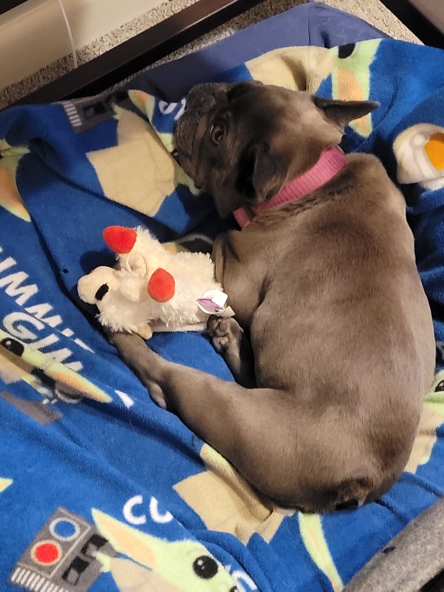 Even boss queens need their own lambchop to snuggle after a long day @TheTattooedProf