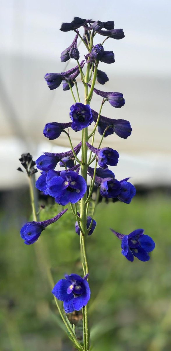 KrystalCamFlor's tweet photo. We’ve got the Dk Blue Delphinium you need! Now available and in full production
#888camflor #belladonna #blues #growershipper #certifiedamericangrown #cagrown #cutflowergrower #springtimeflowers #springtimeishere #weddingseason2023 #mothersday2023 #mothersdayflowers https://t.co/uIBLikn5Cn
