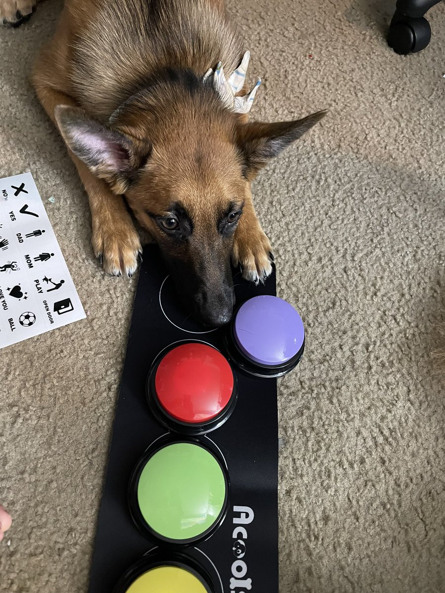 MntGoatEnri's tweet image. Guys I’m so #excited! Mom got talk buttons for her #birthday! Now I can tell tell her what I want!!
#SpoiledDog #DogsofTwittter #talkingdog #ILoveToLearn #SmartGirl #dog #puppy #spoiled #talking #cuteanimals #smartanimals #smartdog