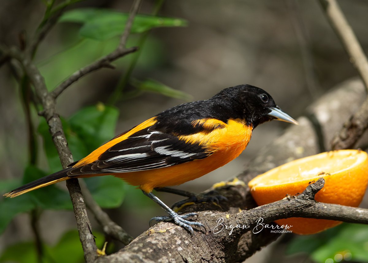 Bryan_Barrow_'s tweet photo. A Baltimore Oriole visiting my yard while migrating through east Texas. #Baltimoreoriole #birdphotography #naturelovers https://t.co/ke8kmVlx61