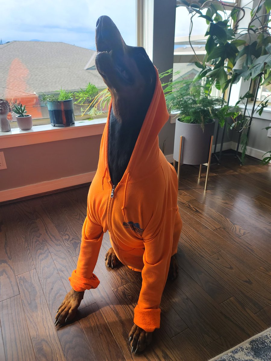 rmarenych's tweet photo. @JustinLostt Dobies are the best. https://t.co/WsdaOzxkxz