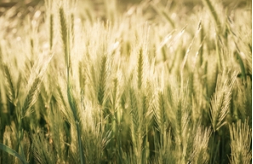 GardenCityCoop's tweet photo. Garden City Co-op Market Update
Today's Close:
July YC: 5.81 -19
July YSB: 14.03 -11
July HRW: 7.65 -18
Commodity markets are plummeting this week as funds continue to liquidate and take a risk-off approach. More in the update: https://t.co/J7iZQaCJLW
#MovingFrowardTogether #GCC https://t.co/gevPnrH5Uz
