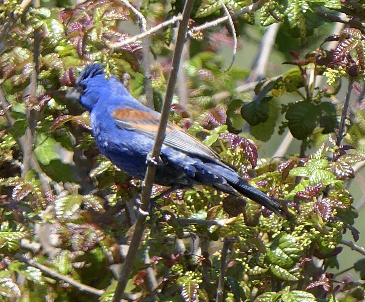 mbplan's tweet photo. Male and female blue grosbeak, a lifer for me. @AudubonCA @audubonsociety #birdphotography #birdwatching https://t.co/Gn3fLmdhY4