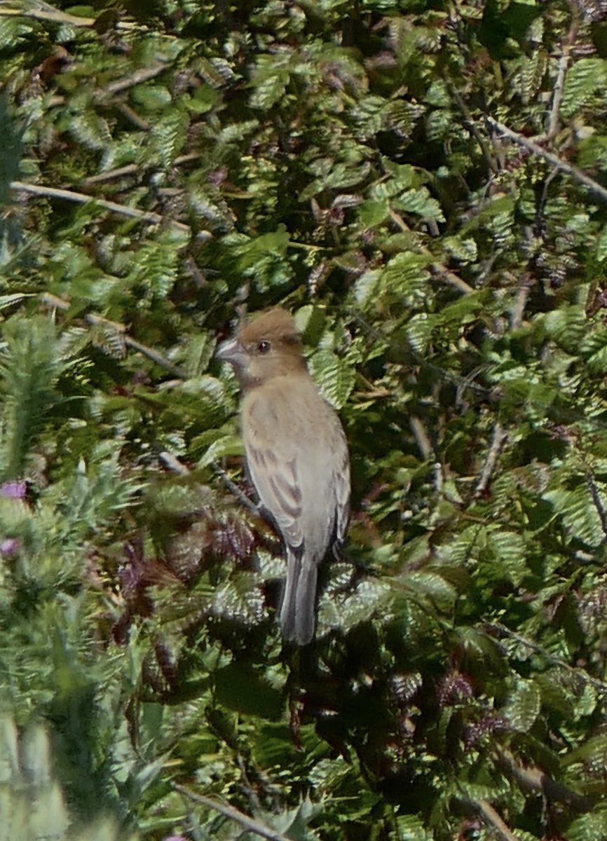 mbplan's tweet photo. Male and female blue grosbeak, a lifer for me. @AudubonCA @audubonsociety #birdphotography #birdwatching https://t.co/Gn3fLmdhY4