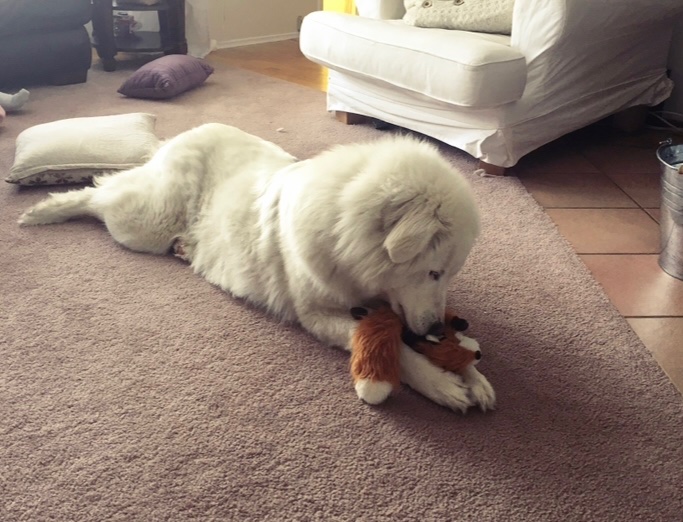 AmandaIsAwesomm's tweet photo. Rest in peace my sweet Mia. You were so loved. This hero saved my 7 year old from another dog and died from complications following her injuries. https://t.co/0CijYfUcM8