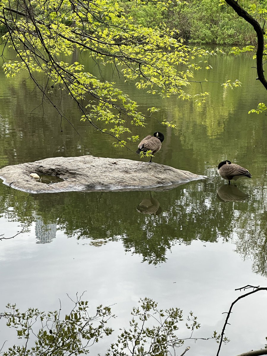 Err, there was only one egg there last week. Canadian Geese nest? #birdcpp #mycentralpark