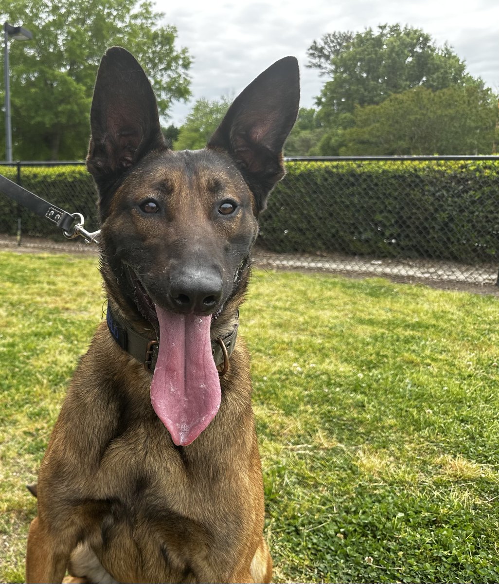 VBSO's tweet image. K9 Pablo awed kindergartners and teachers at Trantwood Elementary School Thursday with his extra keen snout. Sheriff @kenstolle even put a drug-smelling rag in his pocket to show the kids how quickly Pablo can detect an illegal substance. #goodboyPablo #k9handler #k9training