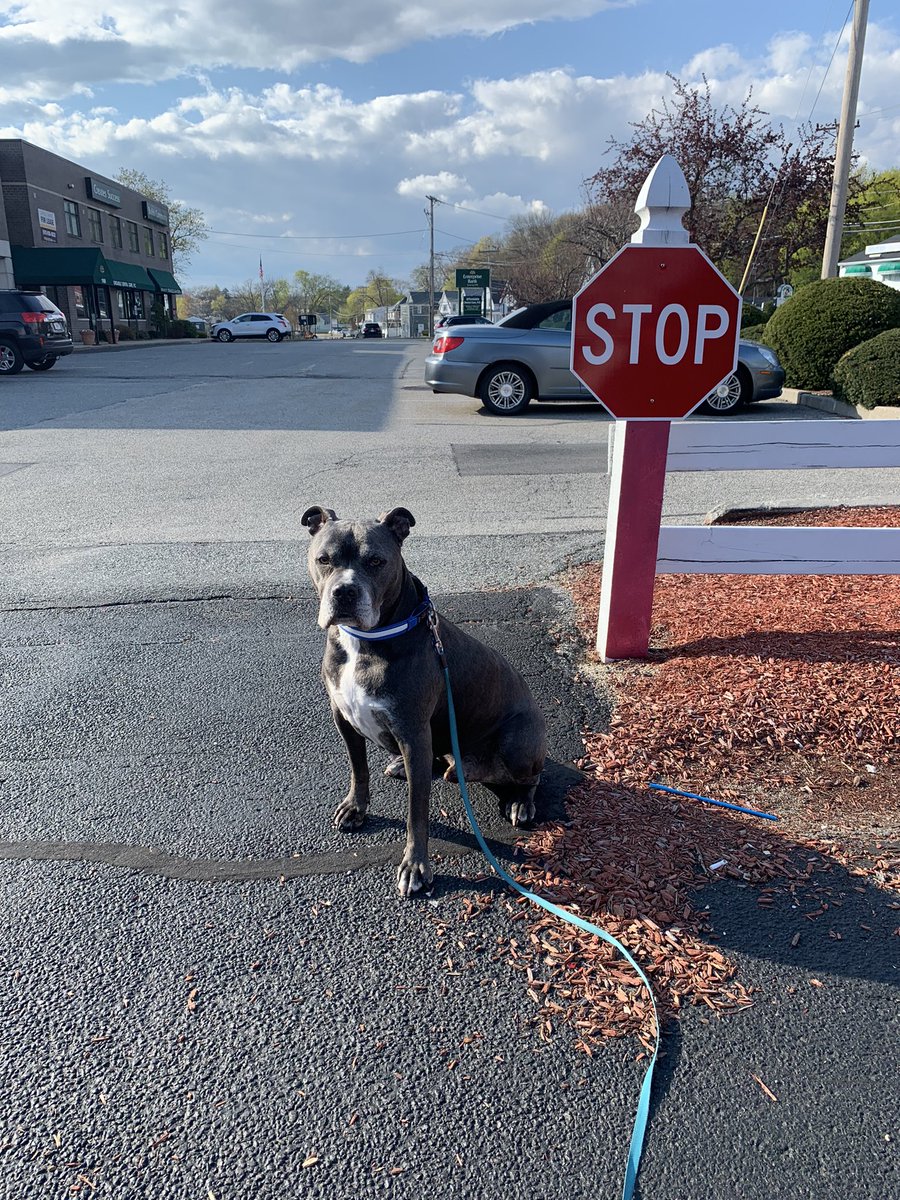 LiamFromLowell's tweet photo. I stopped 😆 🐾 https://t.co/XIjbBWplqT
