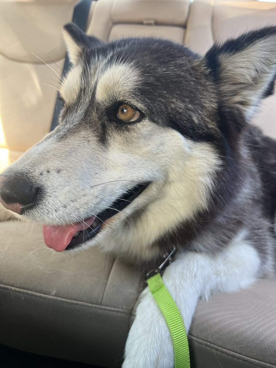 bryanasalaz's tweet photo. lisey &amp; griff found this sweet girl &amp; brought her home. we took her to the vet  &amp; she’s clean, super healthy, just no home. so now we’re just mothering her while we see if anyone claims her in the next couple of days but we’re so attached already my heart. we named her lilith🥹🫶 https://t.co/fmUO8J9uax