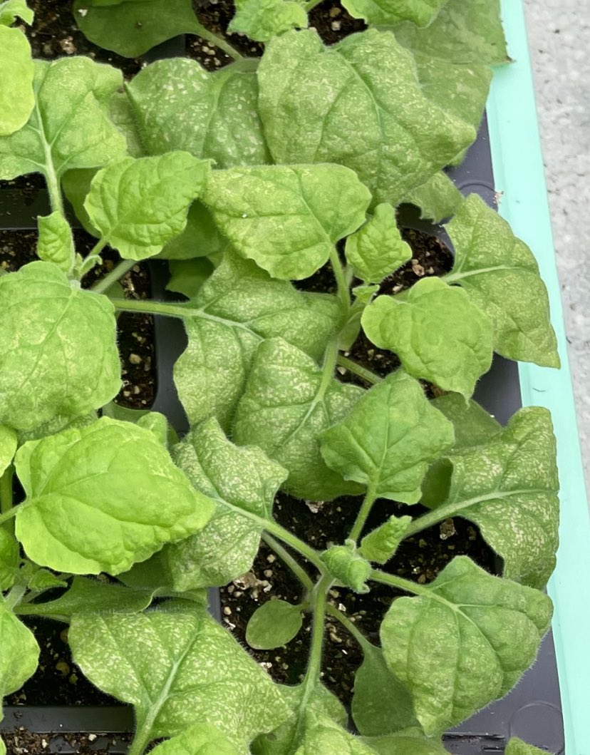 Alexandra Margets tweet media