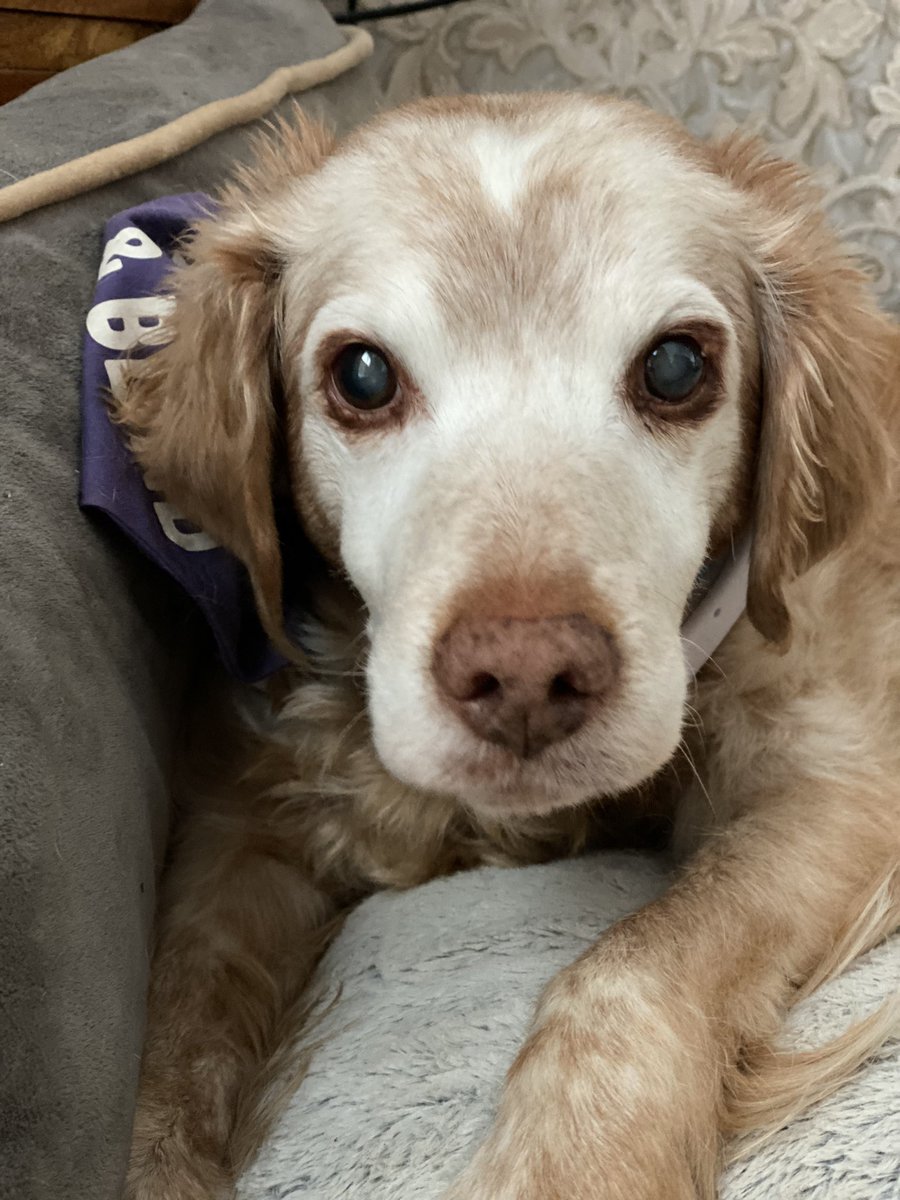 SpanielsSuper's tweet photo. @ReyesSolares1 Poor Sky🌈
We’re so sorry for her loss Reyes, you are so wonderful caring for all these dogs in addition to your own 8 cats
Ronnie sends special love ❤️ #FlyHighSky https://t.co/Owv6NwzTml
